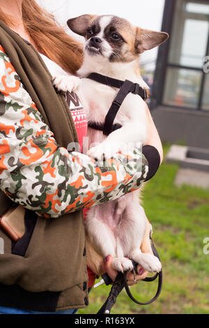 Süße kleine Hund Mischling sitzt auf der Hand einer Frau Stockfoto