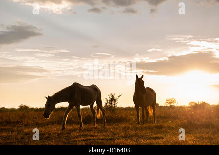 Forses auf einer Ranch in North Pantanal, Brasilien Stockfoto