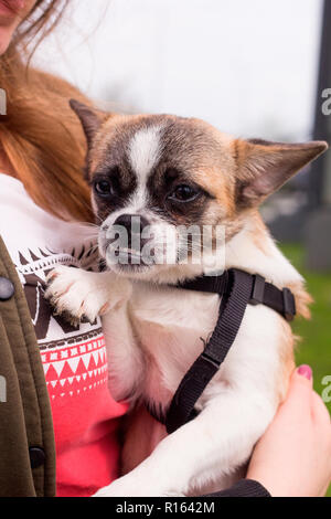 Süße kleine Hund Mischling sitzt auf der Hand einer Frau Stockfoto