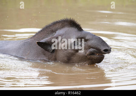 Eine wilde Lowland Tapir im Wasser in Nord Pantanal, Brasilien Stockfoto