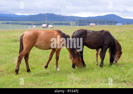 Pferde grasen auf der Ranch Stockfoto