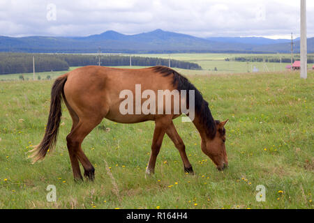 Rote Pferd mit schwarzer Mähne Beweidung auf dem Feld Stockfoto