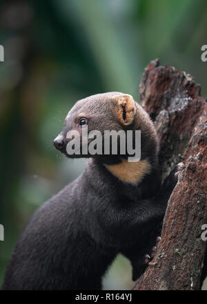 Ein tayra (Eira Barbara) vom Atlantischen Regenwald von SE Brasilien Stockfoto