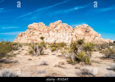 Yuccas Bäume in Joshua Tree National Park, Kalifornien, USA Stockfoto