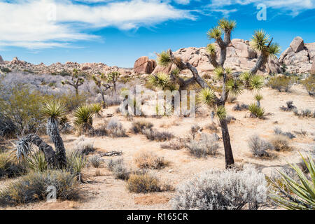 Joshua Bäume in Joshua Tree Nationalpark, Kalifornien, USA Stockfoto