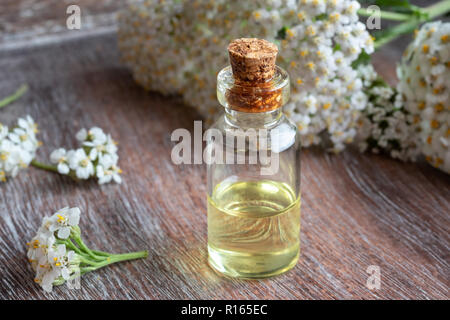 Eine Flasche Schafgarbe ätherisches Öl mit frischen Blumen im Hintergrund Stockfoto