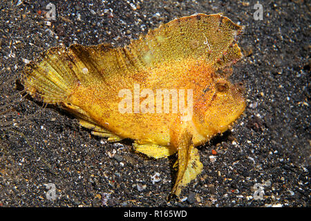 Gröberen Schaukelfisch (Taenianotus triacanthus), Bali, Indonesien | Leaf Scorpionfish (Taenianotus triacanthus), Bali, Indonesien Stockfoto