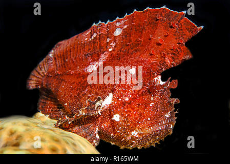 Gröberen Schaukelfisch (Taenianotus triacanthus), Bali, Indonesien | Leaf Scorpionfish (Taenianotus triacanthus), Bali, Indonesien Stockfoto