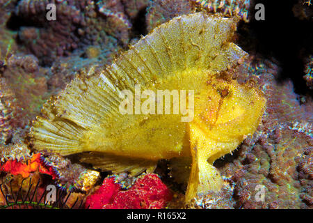 Gröberen Schaukelfisch (Taenianotus triacanthus), Bali, Indonesien | Leaf Scorpionfish (Taenianotus triacanthus), Bali, Indonesien Stockfoto