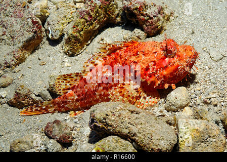 Kleiner roter Dachenkopf (Scorpaena Notata), Zakynthos, Griechenland | Kleiner roter Drachenkopf (Scorpaena Notata), Insel Zakynthos, Griechenland Stockfoto