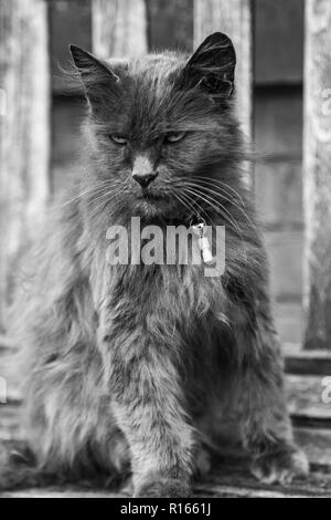 Schwarz-weiß Bild von Flauschigen süße Katze Stockfoto
