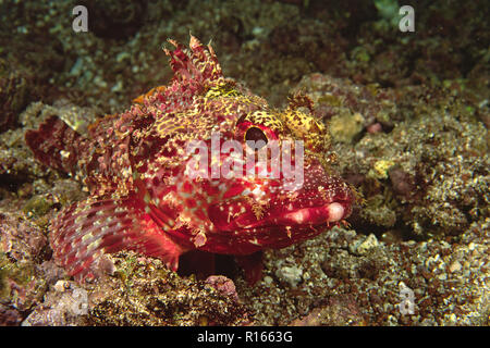 Pazifische gefleckte Drachenkopf (Scorpaena mystes), Galapagos, Ecuador | Pacific gefleckte Drachenkopf (Scorpaena mystes), Galapagos, Ecuador Stockfoto