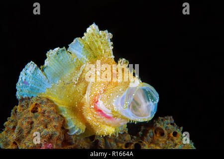 Leaf Scorpionfish (Taenianotus triacanthus), offenen Mund, Wakatobi Island, Sulawesi, Indonesien Stockfoto