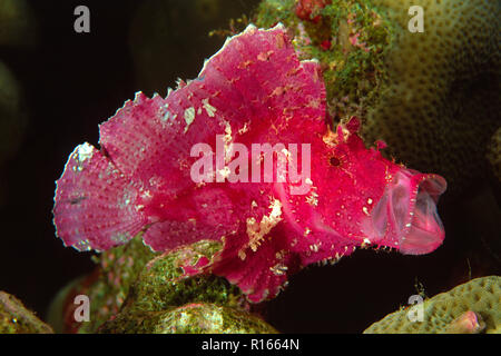 Leaf Scorpionfish (Taenianotus triacanthus), offenen Mund, Wakatobi Island, Sulawesi, Indonesien Stockfoto