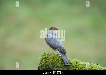 Sperber thront auf einem Zweig auf der Suche nach Beute. Dies war in einem isiolated Holz in Dumfries und Galloway mit einem verstecken. Stockfoto