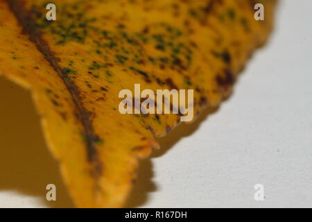 Einzelne gelbe Blatt schließen oben mit Grün und Braun auf weißem Hintergrund entdeckt Stockfoto