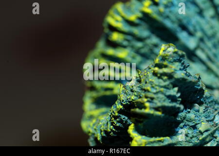 Blau Skelett Coral mit grünem Rand gegen einen dunklen Hintergrund Stockfoto