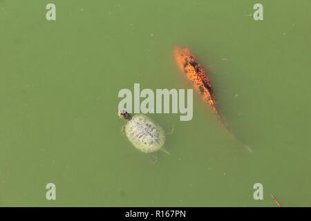 Coi Fischen und Schildkröten schwimmen in der gleichen Richtung in einem Teich. Stockfoto