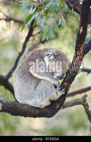 Koala (Phascolarctos cinereus) Schlafen auf einem Bambus Baum, Great Otway National Park, Victoria, Australien Stockfoto