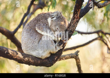 Koala (Phascolarctos cinereus) Schlafen auf einem Bambus Baum, Great Otway National Park, Victoria, Australien Stockfoto