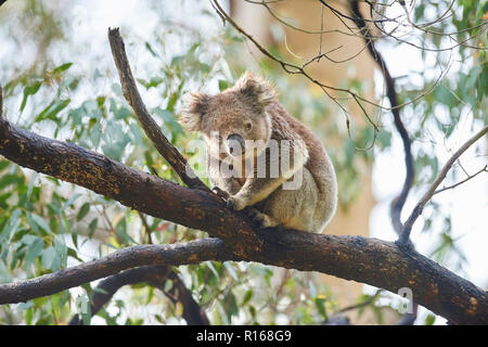 Koala (Phascolarctos cinereus) sitzt auf einem Bambus Baum, Great Otway National Park, Victoria, Australien Stockfoto