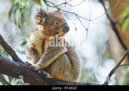 Koala (Phascolarctos cinereus) sitzt auf einem Bambus Baum, Great Otway National Park, Victoria, Australien Stockfoto