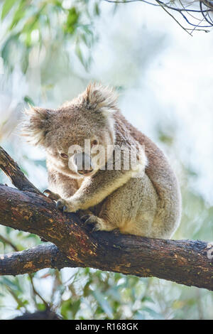 Koala (Phascolarctos cinereus) sitzt auf einem Bambus Baum, Great Otway National Park, Victoria, Australien Stockfoto