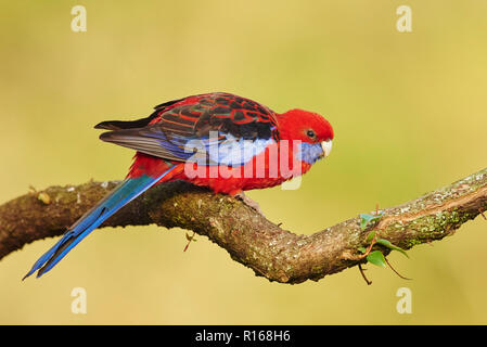 Crimson Rosella (Platycercus elegans), sitzt auf einem Ast, Lamington National Park, Queensland, Australien Stockfoto