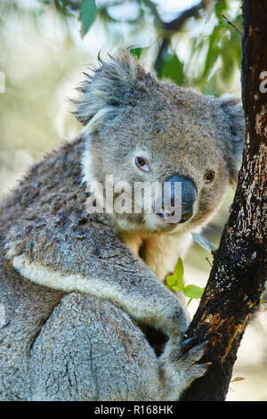 Koala (Phascolarctos cinereus) auf einem Bambus Baum, Great Otway National Park, Victoria, Australien Stockfoto