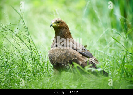 Schreiadler (Clanga pomarina) in einer Wiese, Nationalpark Bayerischer Wald, Bayern, Deutschland Stockfoto