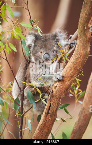 Koala (Phascolarctos cinereus) auf einem Bambus Baum, Victoria, Australien Stockfoto