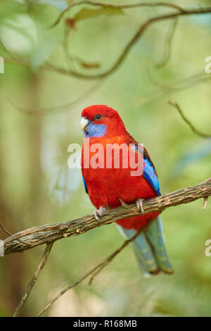 Crimson Rosella (Platycercus elegans) sitzt auf einem Ast, Dandenong Ranges National Park, Victoria, Australien Stockfoto