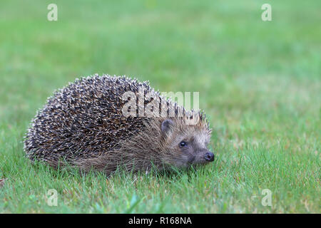 Igel (Erinaceus europaeus) auf einer Wiese, Siegerland, NRW, Deutschland Stockfoto