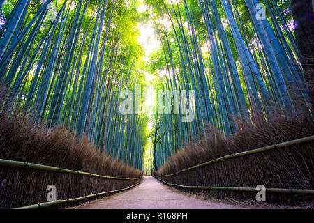 Pfad durch Arashiyama Bamboo Forest Grove, Präfektur Kyoto, Japan Stockfoto