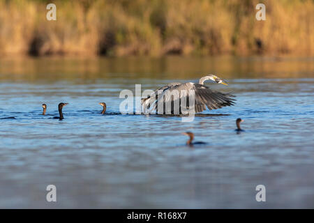 Die pygmy Cormorant (Microcarbo pygmaeus) auf der Neretva delta, Kroatien Stockfoto