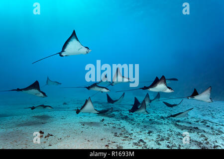 Schwarm gefleckte Adlerrochen (Aetobatus narinari) Schwimmen über sandigen Boden, Great Barrier Reef, Pazifik, Australien Stockfoto