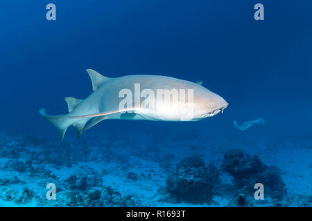 Tawny Ammenhai (Nebrius Art), Great Barrier Reef, Pazifik, Australien Stockfoto