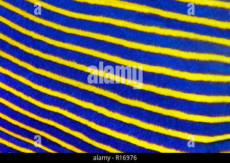 Maßstab Imperator Kaiserfisch (pomacanthus Imperator), blau-gelb, Detail, Great Barrier Reef, Pazifik, Australien Stockfoto