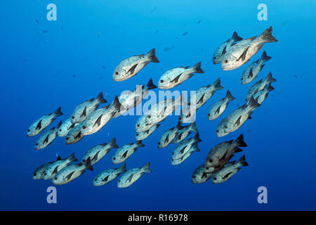 Schwarm Schwarz-weiss Snapper oder Schwarze und Weiße snapper (Macolor niger) Schwimmen im offenen Meer, Great Barrier Reef, Pazifik Stockfoto