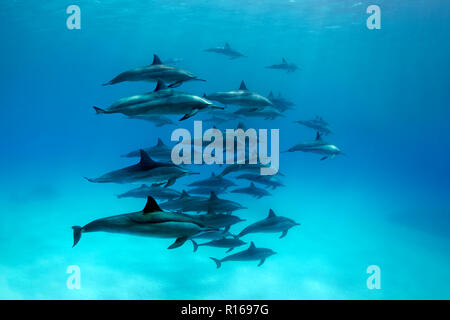 Schwarm Delfine spinner Delfin (Stenella longirostris), Schwimmen in der Lagune, Great Barrier Reef, Pazifik, Australien Stockfoto