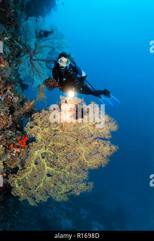 Taucher mit Lampe auf Coral Reef Wall bei Giant Sea Fan (annella Mollis), Pacific, Queensland, Australien suchen Stockfoto