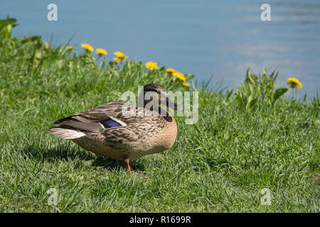 Mallard ruht auf dem Gras Stockfoto