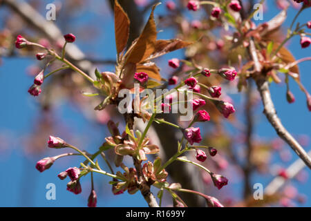 Red Cherry Blossoms zu blühen beginnen Stockfoto