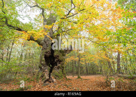 Alte Rotbuchen (Fagus sylvatica), Holz weide Beeches, hohlen Baum, pastorale Wald Haloh, Hessen, Deutschland Stockfoto