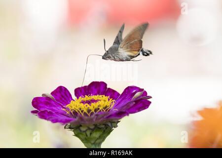 Hummingbird Hawk-moth (Macroglossum stellatarum), Ingest im Flug, an Zinnia Blossom (Zinnia elegans), Hessen, Deutschland Stockfoto