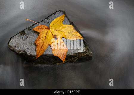 Gemeinsam stärker oder nichts ist unmöglich. Eine stetige Rock hilft ein einzelnes Blatt gegen die Rückspülung. Stockfoto