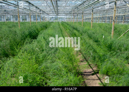 Wachsende grüne Spargel Pflanzen für Samen im Gewächshaus Stockfoto