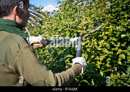 Gärtner Beschneidung Hedge mit Kappschere Stockfoto