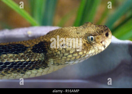 Nahaufnahme der Kopf eines tödlichen östlichen Holz Klapperschlange, wie Es slithers von Stockfoto