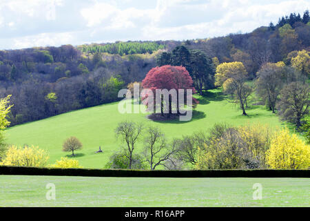 Herbst Farben Park mit einer Vielzahl von Bäumen auf der grünen Wiese Hill in englischer Park, an einem sonnigen Tag. Stockfoto